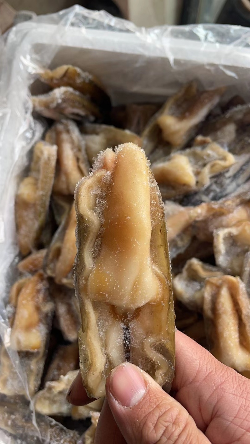 鲜活去沙嘴速冻贝类竹节蛏子刀把蛏王大竹蛏王鸭嘴蛏来片竹蛏