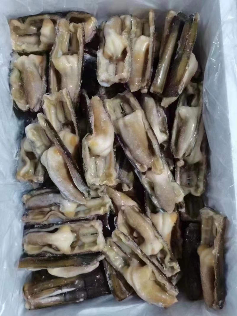 鲜活去沙嘴速冻贝类竹节蛏子刀把蛏王大竹蛏王鸭嘴蛏来片竹蛏