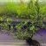 海岛柳叶栀子花