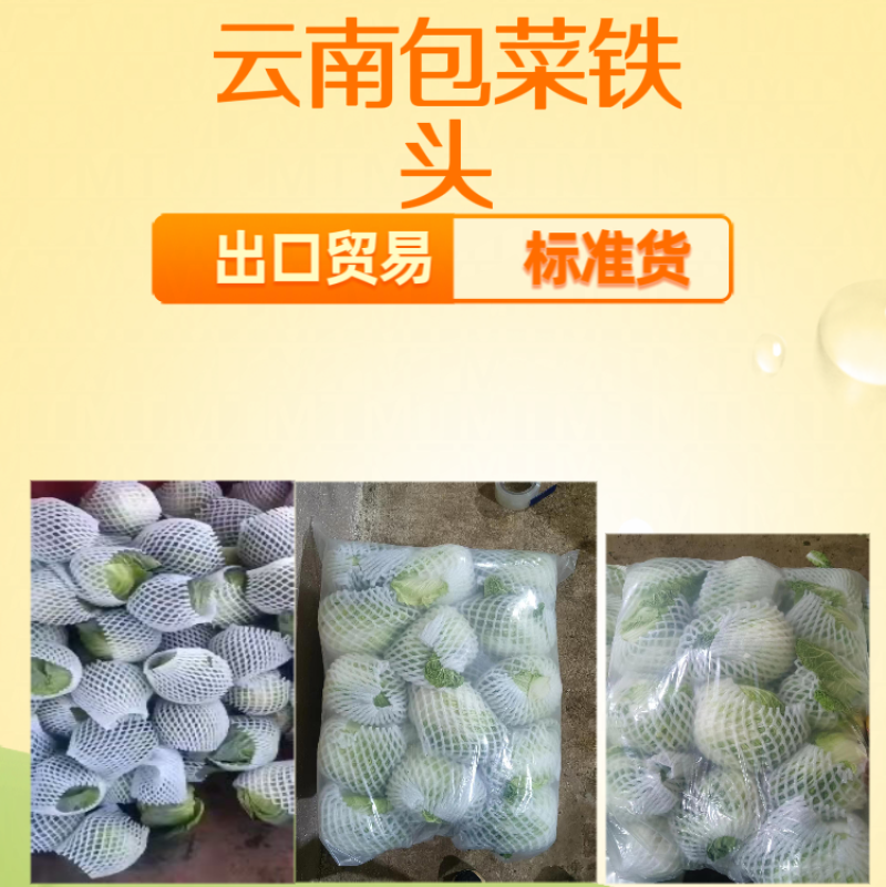 云南小铁头包菜进出口贸易标准货