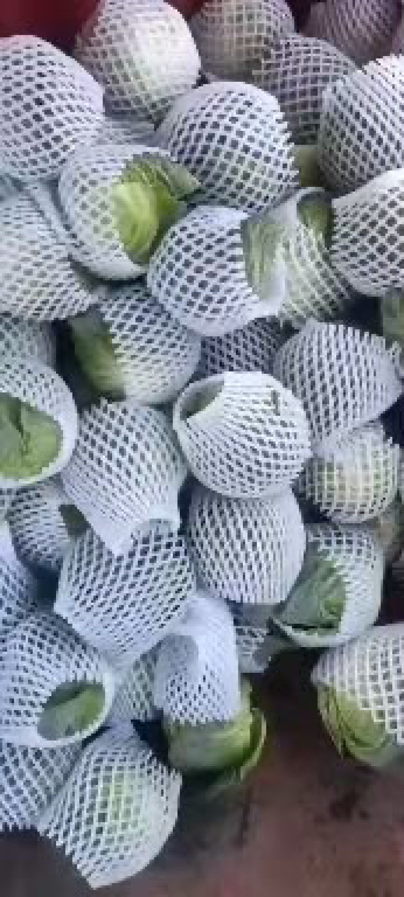 云南小铁头包菜进出口贸易标准货