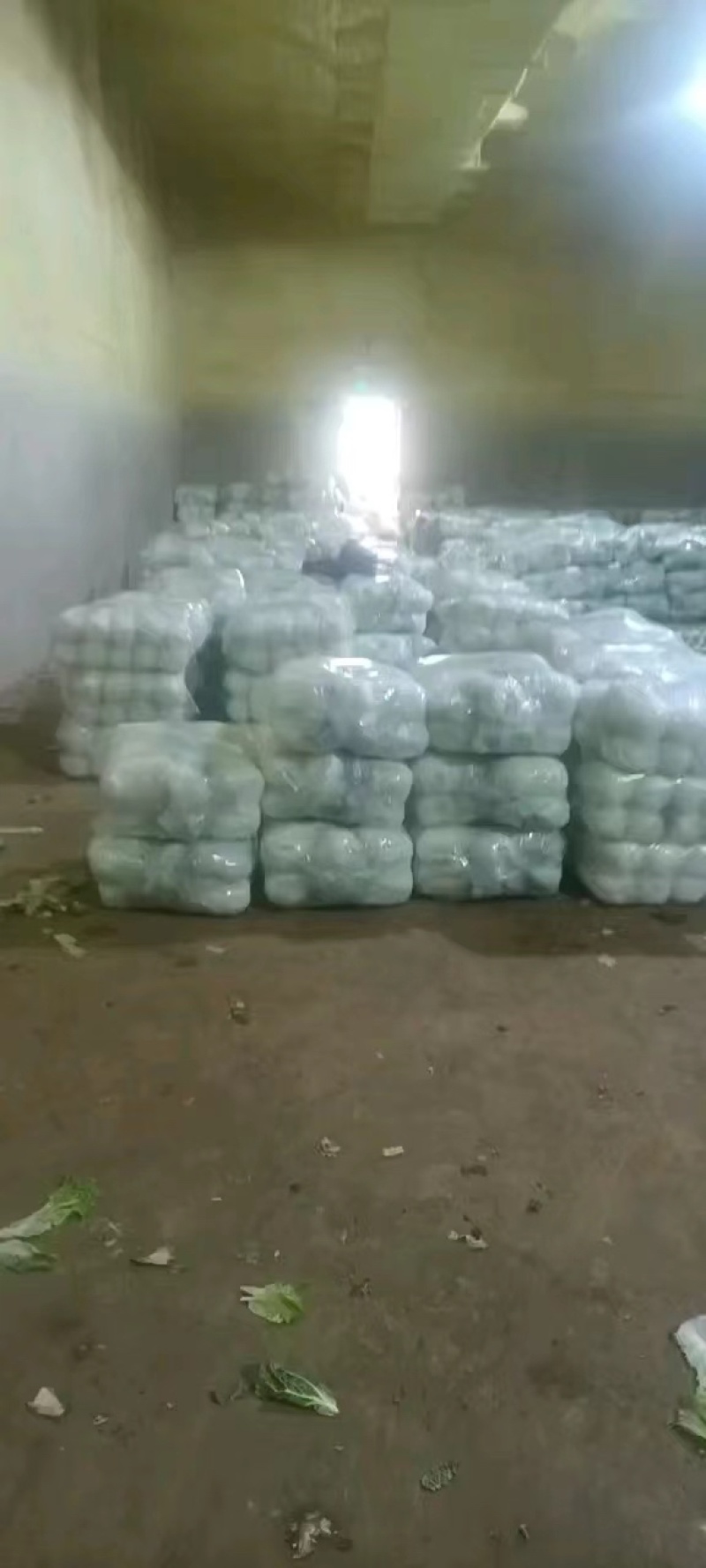 云南小铁头包菜进出口贸易标准货