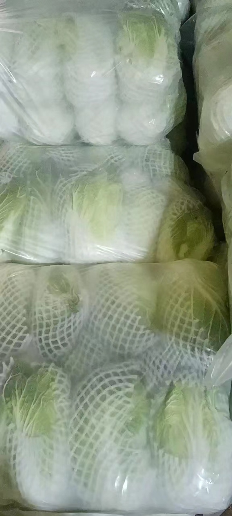 云南小铁头包菜进出口贸易标准货
