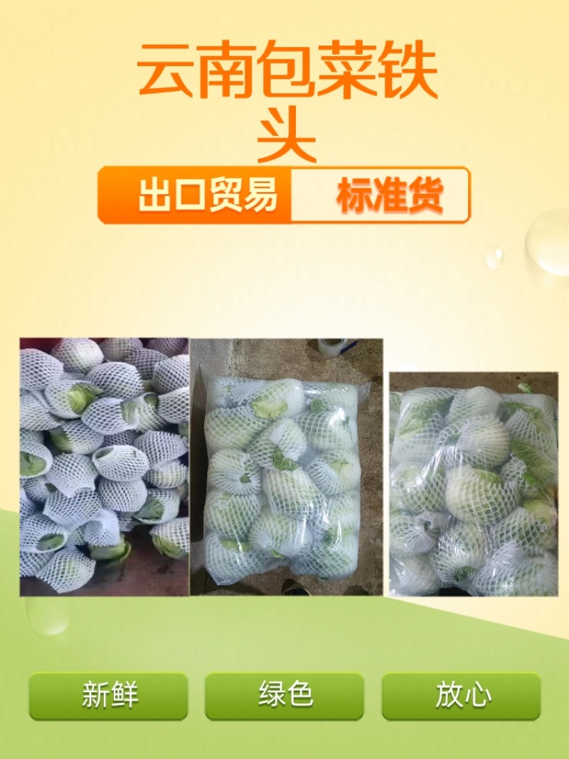 云南小铁头包菜进出口贸易标准货