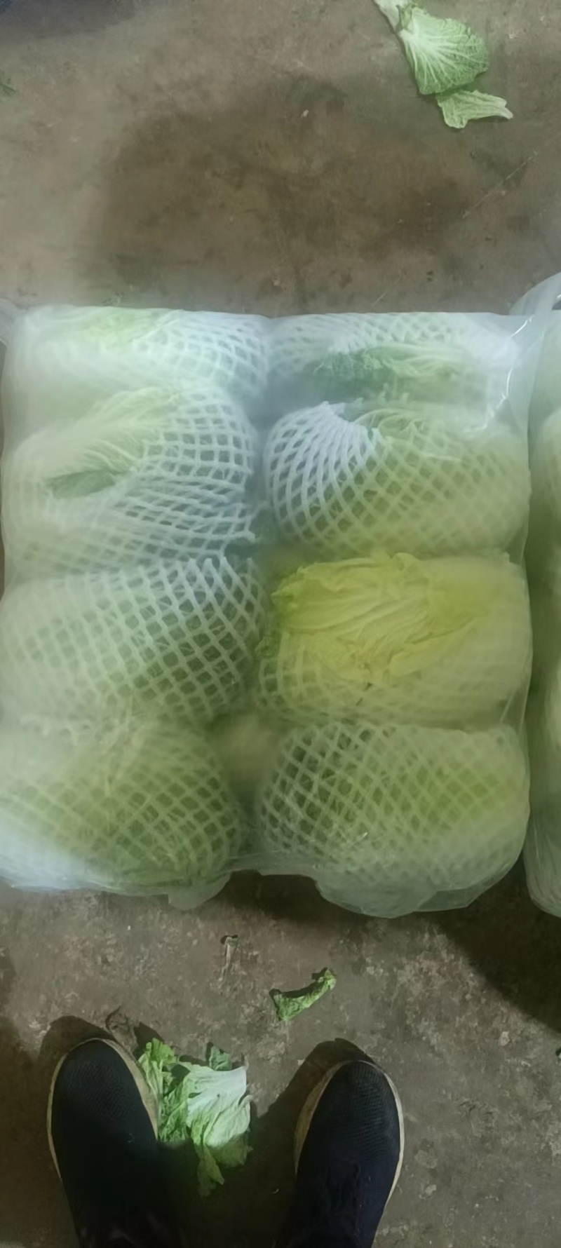 云南小铁头包菜进出口贸易标准货