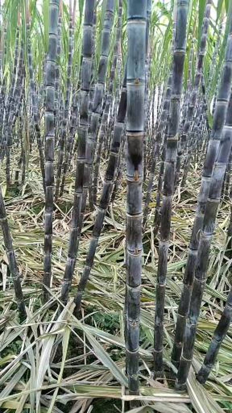 湖北黑皮甘蔗黄皮甘蔗产地直发欢迎咨询合作