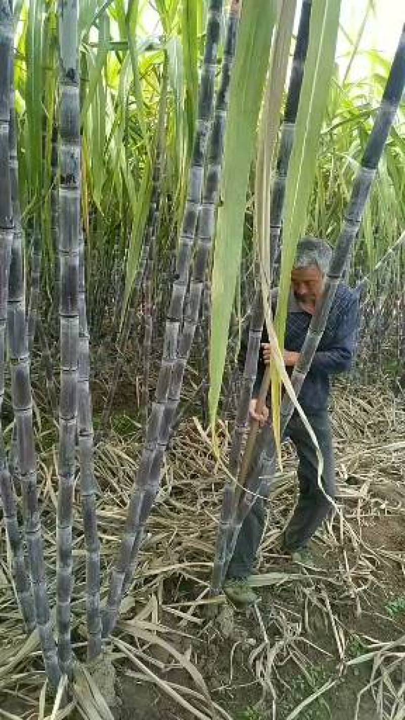 湖北黑皮甘蔗黄皮甘蔗产地直发欢迎咨询合作