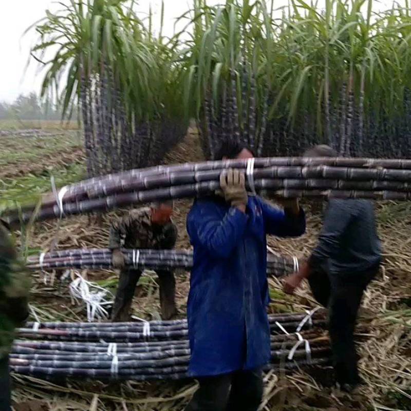 湖北黑皮甘蔗黄皮甘蔗产地直发欢迎咨询合作