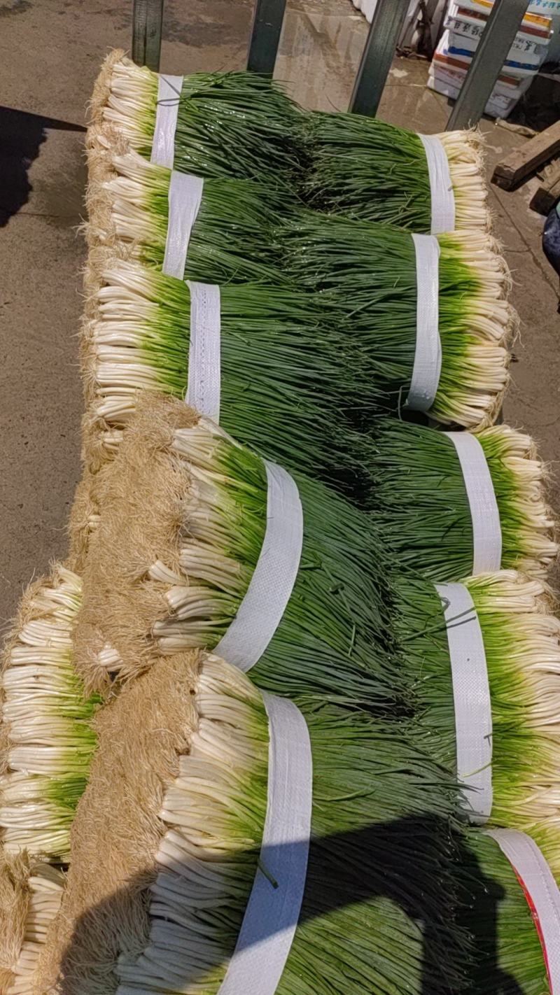 四季葱.大黑米，帅葱，大量上市，