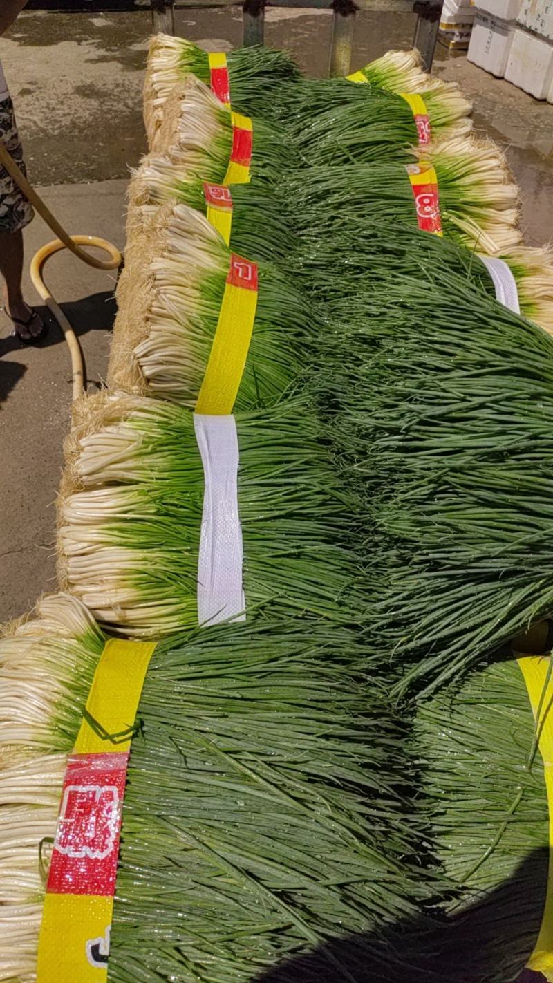 四季葱.大黑米，帅葱，大量上市，
