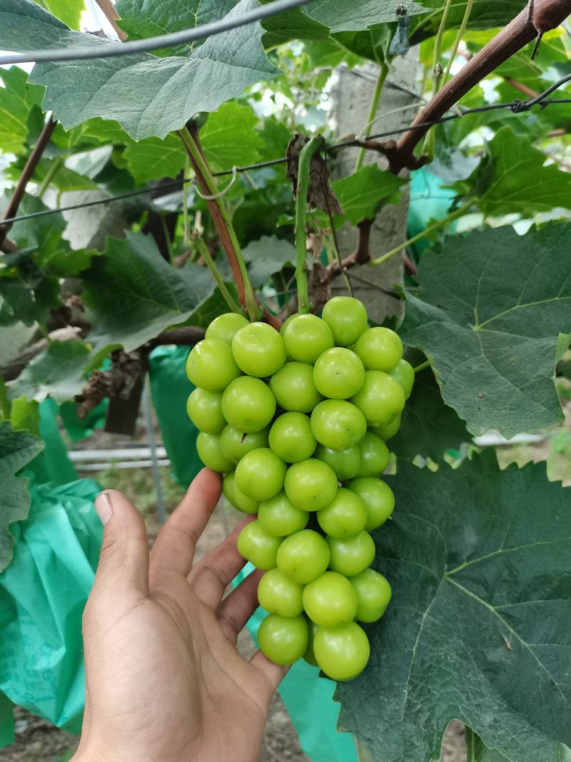 阳光玫瑰