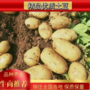 实验一号，产地直销黄心土豆，品种齐全，实力代办，代发全国