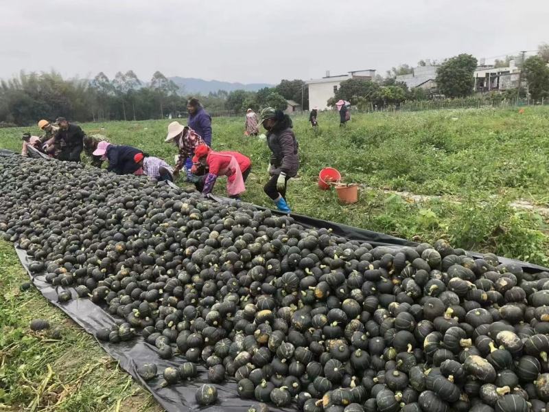 甘肃会宁县贝贝南瓜板栗南瓜