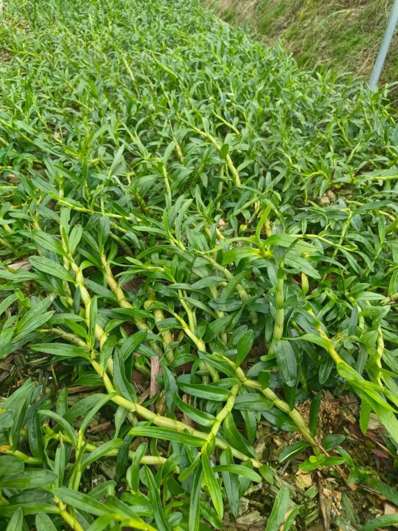 珍虫石斛干条云南土特产精选大粗条甄选送礼养生泡茶