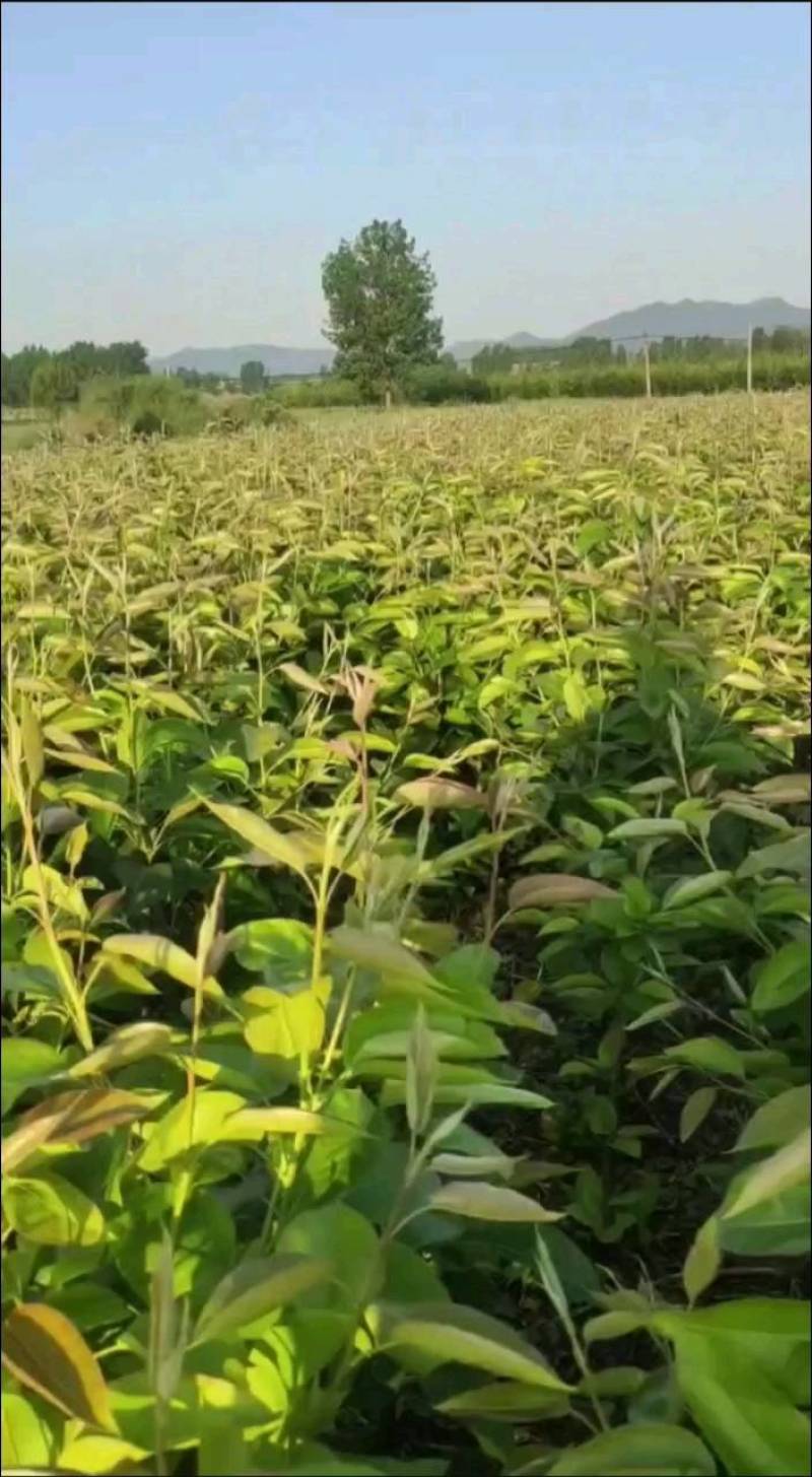 超月蜜香梨，中晚熟高产个大香脆浓甜耐贮运