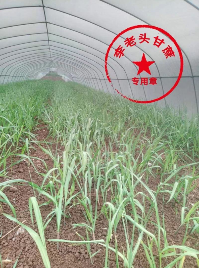 四川资阳科技示范园无士培育甘蔗苗量大从优欢迎来电
