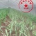 四川资阳科技示范园无士培育甘蔗苗量大从优欢迎来电
