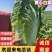 白菜，吉林黄心白菜，产地直发，实力代办，保质保量