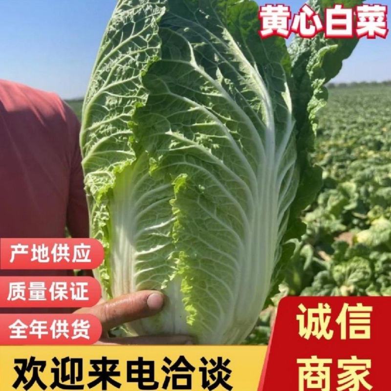 白菜，吉林黄心白菜，产地直发，实力代办，保质保量