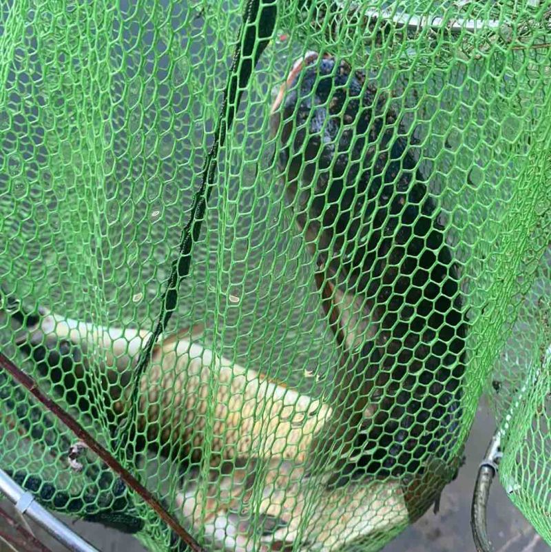 大量出鲢鳙
