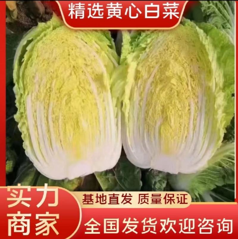 白菜，吉林黄心白菜，产地直发，实力代办，保质保量
