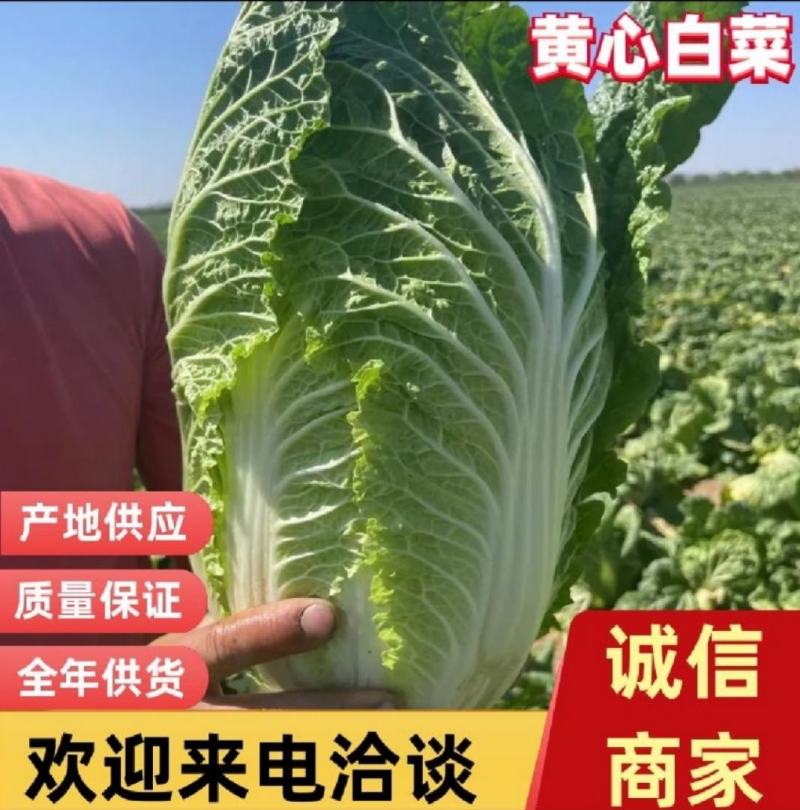 白菜，吉林黄心白菜，产地直发，实力代办，保质保量