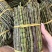 铁皮石斛鲜条铁皮石斛枫斗铁皮石斛花石斛四年生