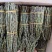铁皮石斛鲜条铁皮石斛枫斗铁皮石斛花石斛四年生