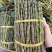 铁皮石斛鲜条铁皮石斛枫斗铁皮石斛花石斛四年生