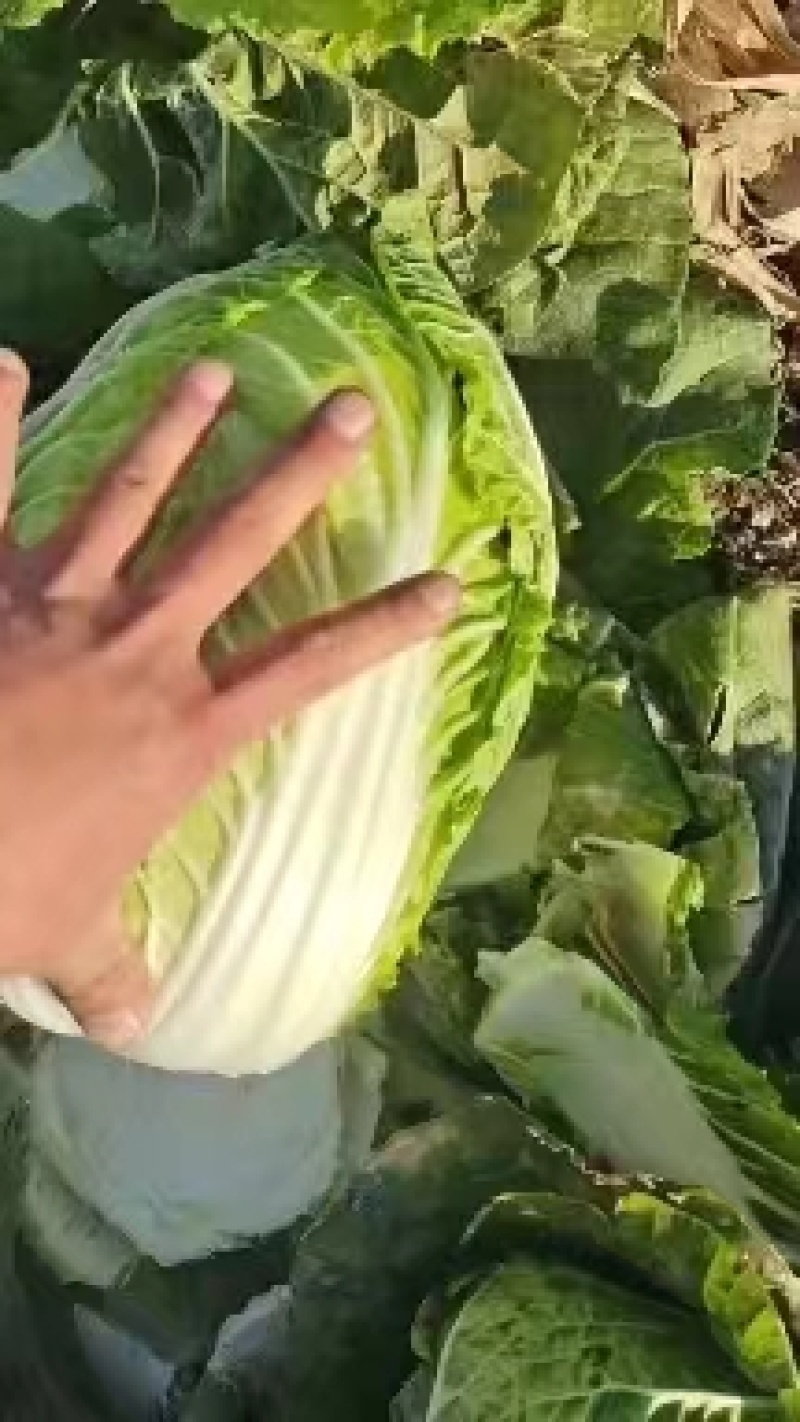 白菜，吉林黄心白菜，产地直发，实力代办，保质保量