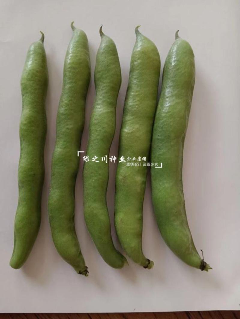 七粒香蚕豆种子中熟品种大粒蚕豆种子大田用种