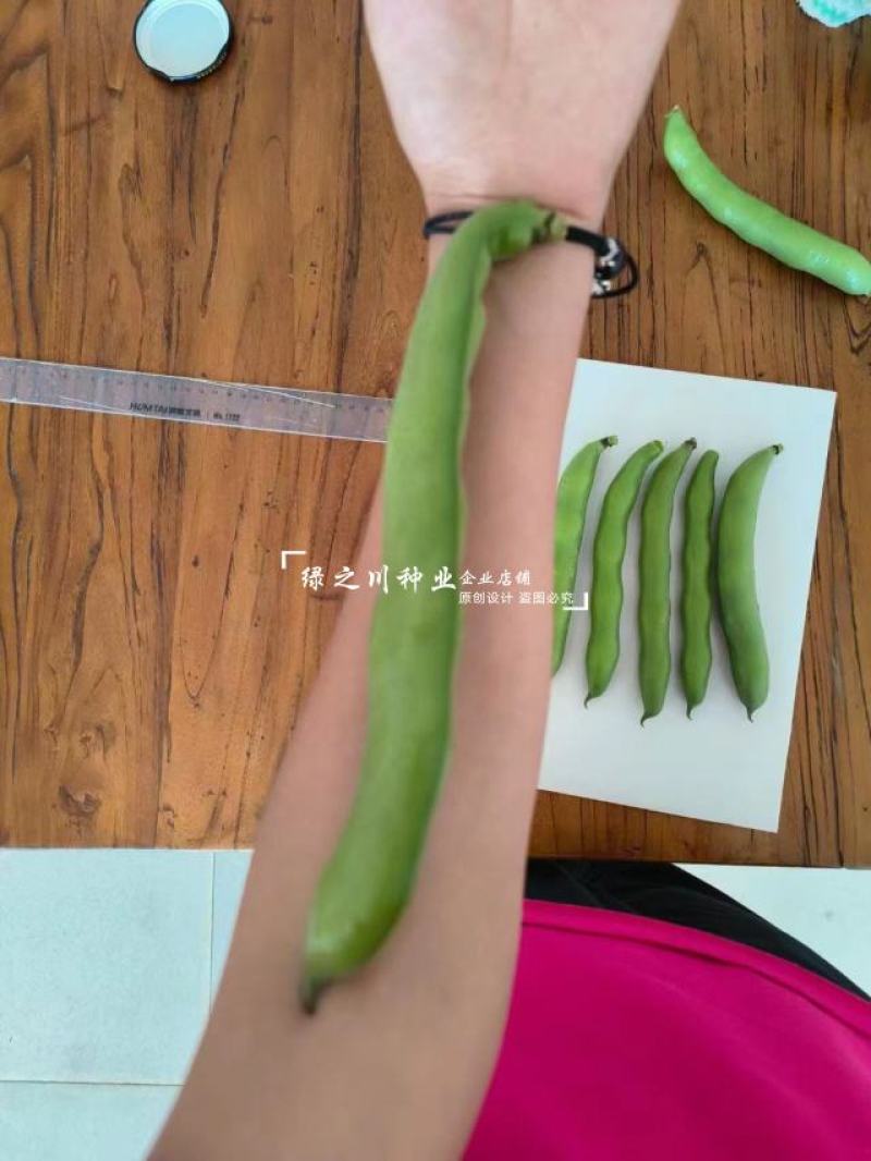 七粒香蚕豆种子中熟品种大粒蚕豆种子大田用种