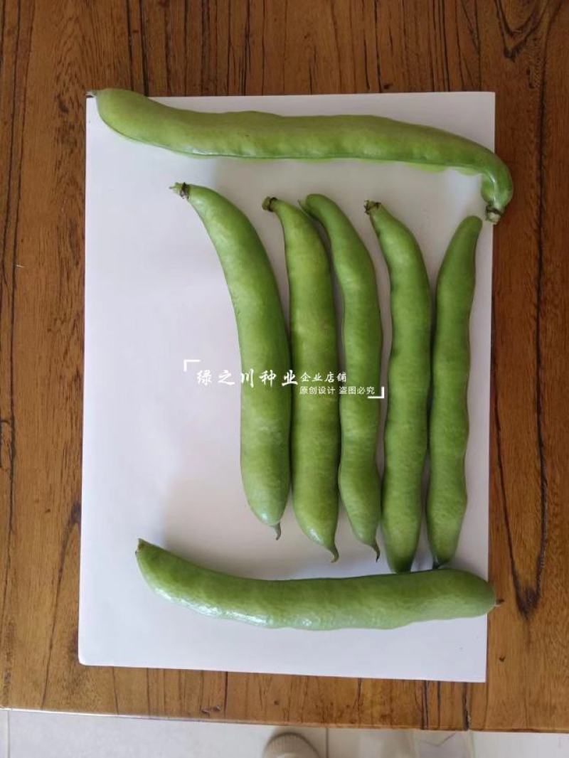 七粒香蚕豆种子中熟品种大粒蚕豆种子大田用种