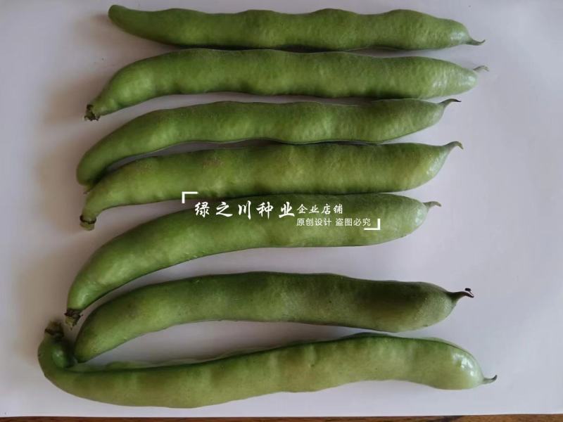 七粒香蚕豆种子中熟品种大粒蚕豆种子大田用种