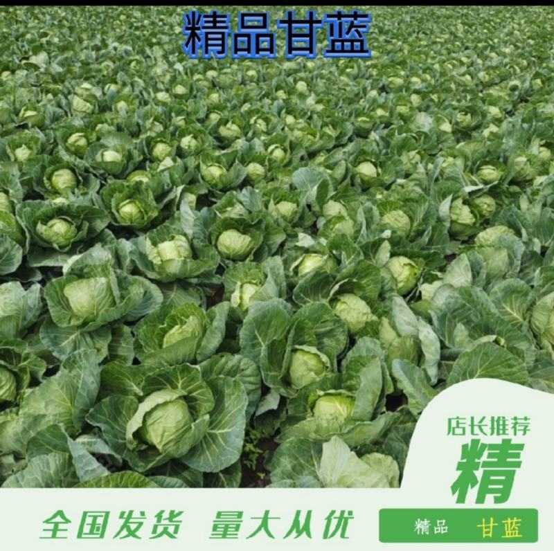 甘蓝，吉林绿球甘蓝，包菜，大量供应，质量保证，代发全国