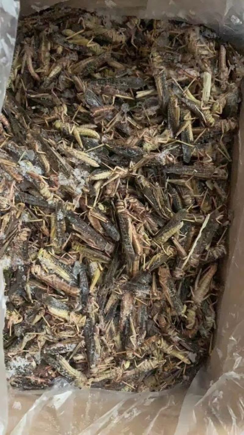 蚂蚱东亚飞蝗