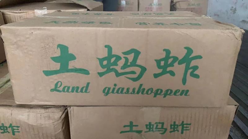 蚂蚱东亚飞蝗