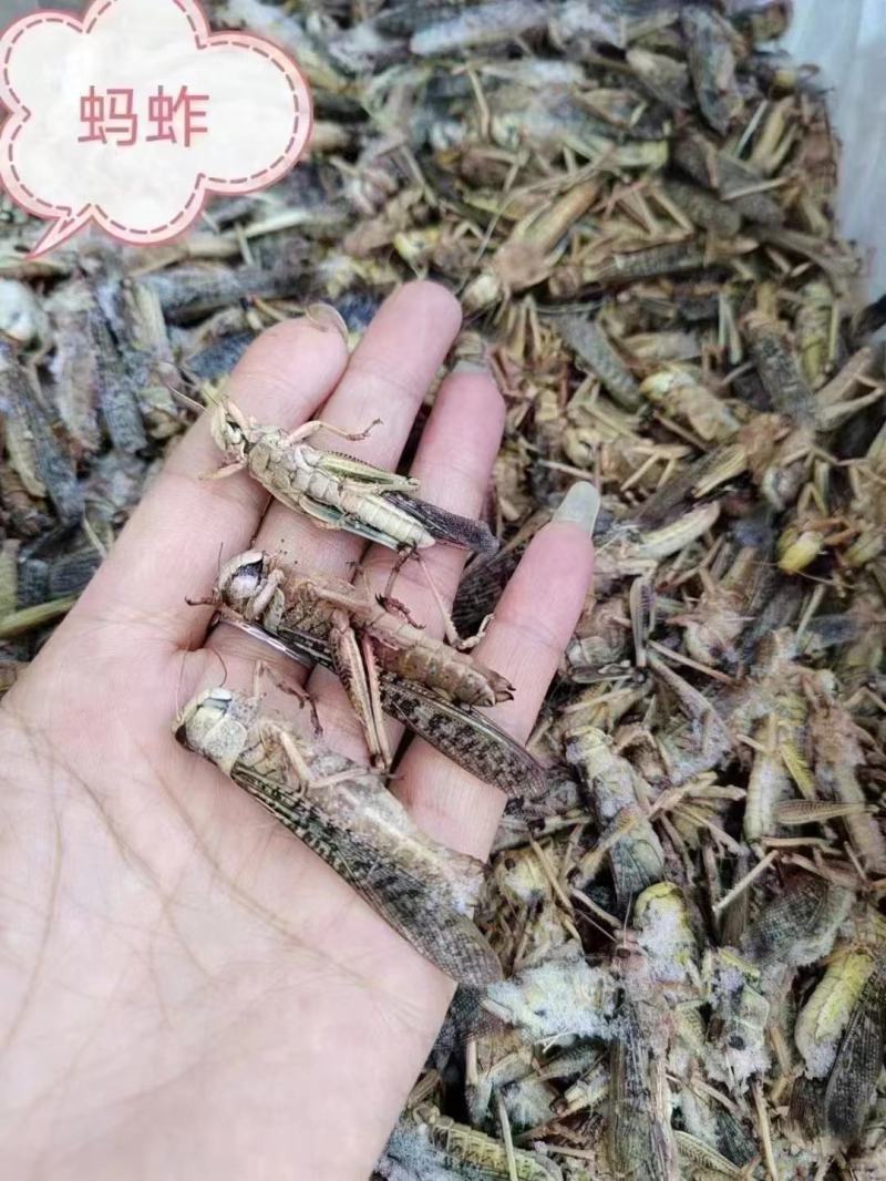 蚂蚱东亚飞蝗