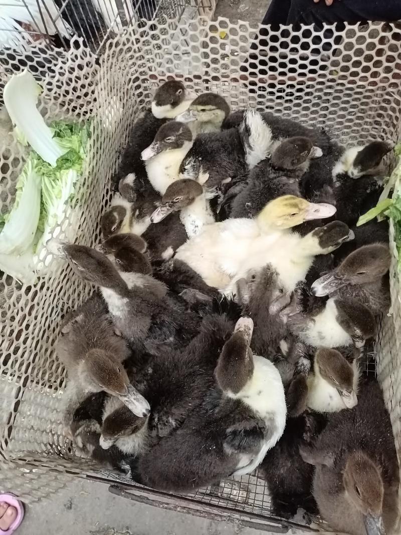 火鸭脱温鸭，出壳苗黑火鸭，白火鸭，极种蛋，受精蛋