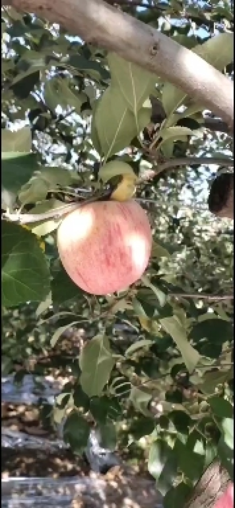 红富士苹果