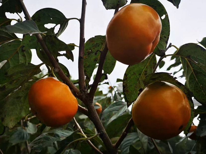 巧克力甜柿整果特写