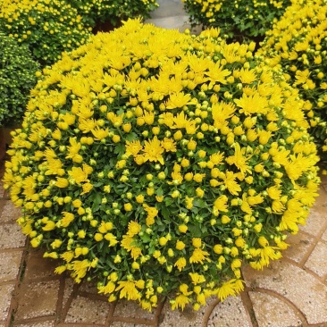 菊花球菊九月菊国庆菊千头菊秋菊批发