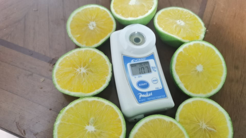 云南高原冰糖橙，皮薄肉嫩，甜果初恋六零到八零通货