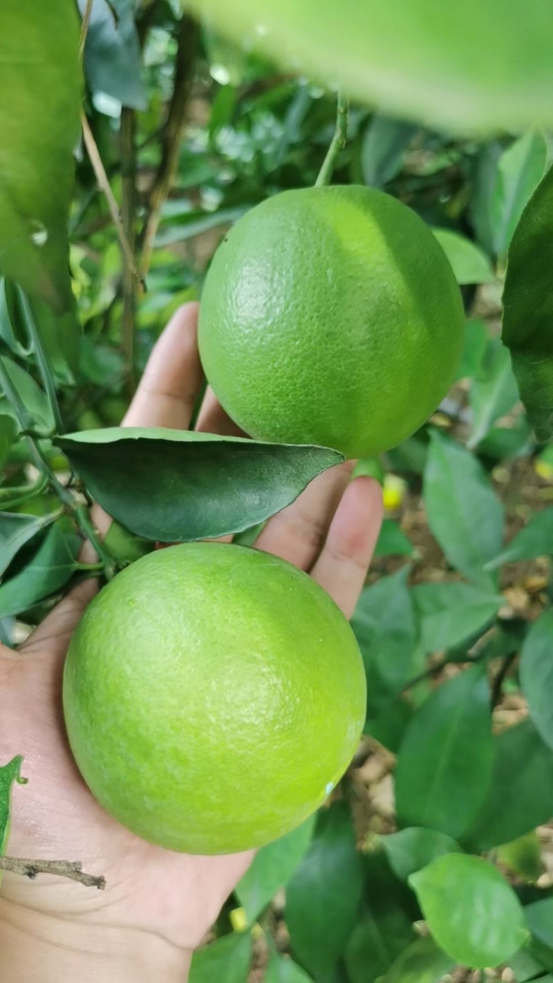 云南高原冰糖橙，皮薄肉嫩，甜果初恋六零到八零通货