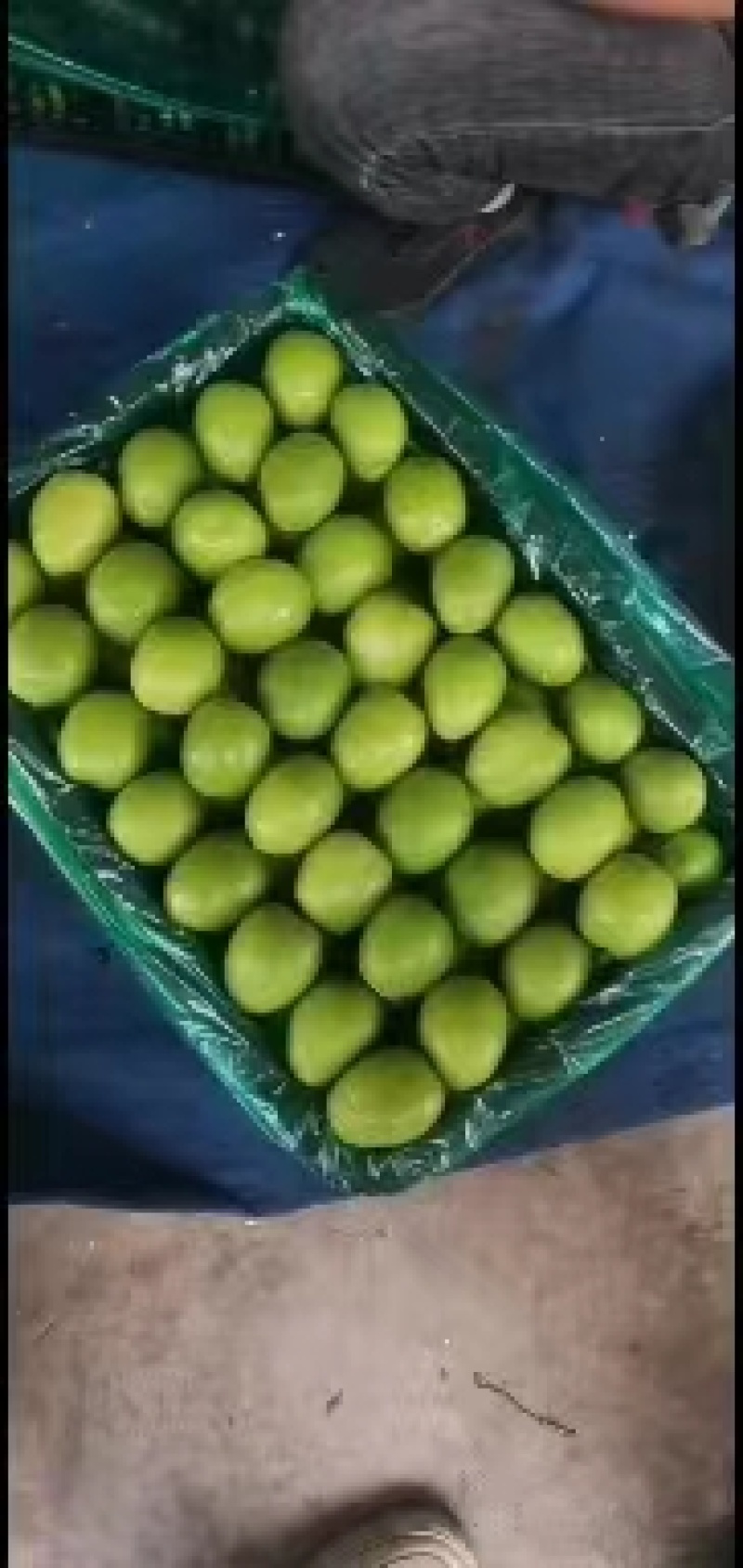 云南大青枣好吃又甜