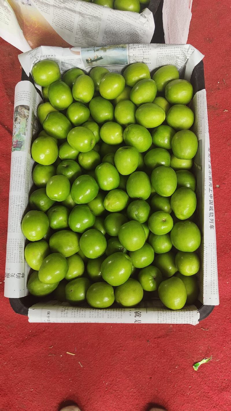 云南大青枣好吃又甜