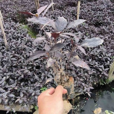 彩叶草