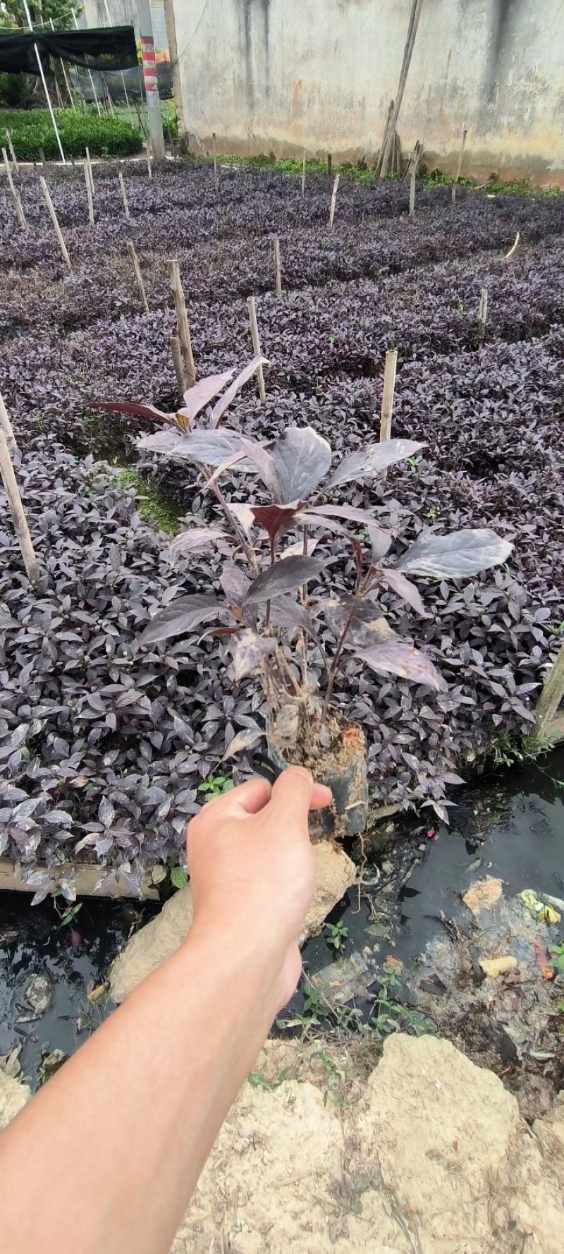 彩叶草