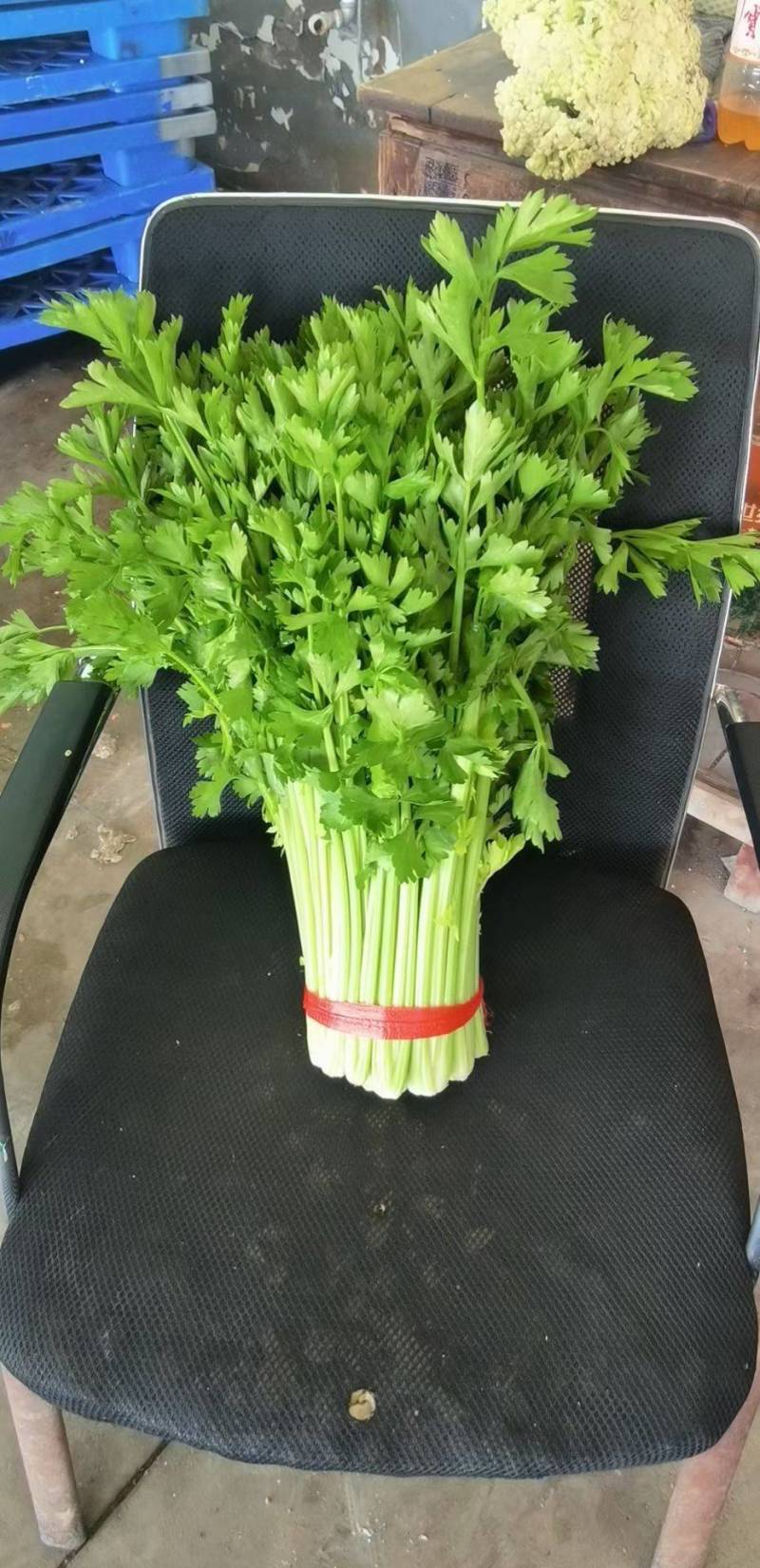 毛芹55cm以上大量上市产地直供一手货源对接市场商超
