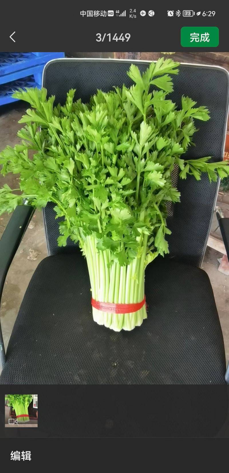 毛芹55cm以上大量上市产地直供一手货源对接市场商超
